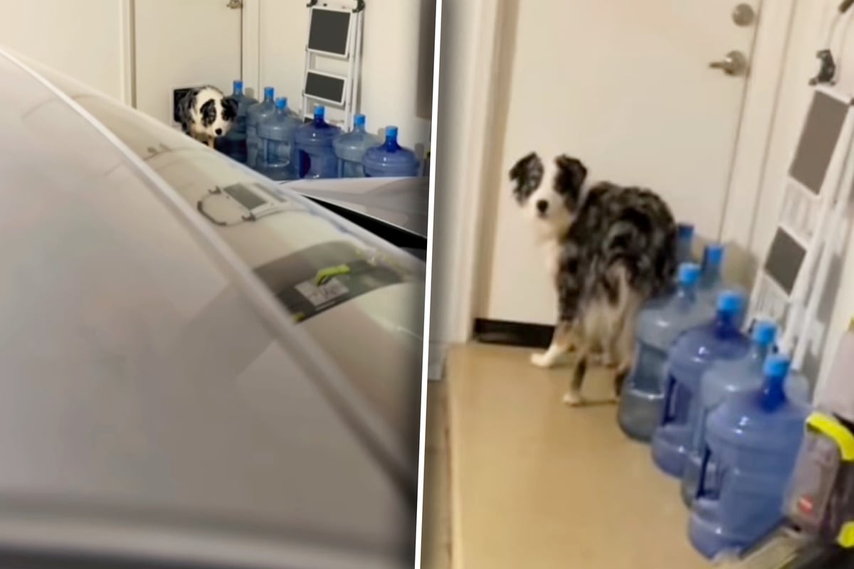 Hund-will-Katzenfutter-klauen-Was-passiert-als-Besitzer-ihn-stellen-l-st-Lachtr-nen-aus