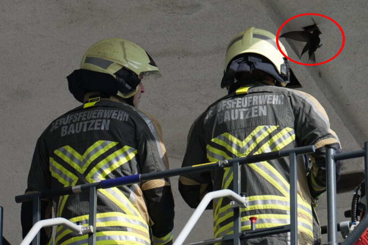 Feuerwehr glaubt, sie rettet Schwalbe: Am Einsatz-Ende wird klar, was es wirklich war