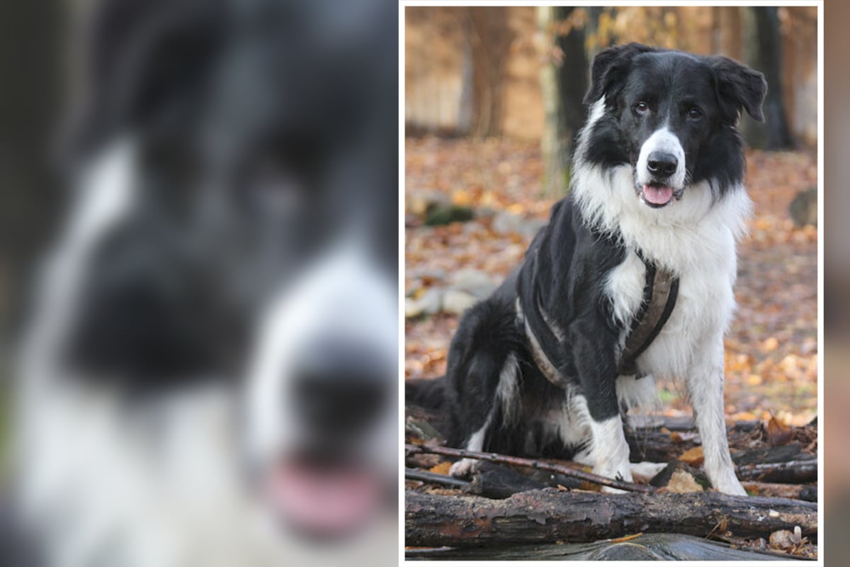 Border Collie Sucht Dringend Neues Zuhause Hübscher Border Collie sucht neues Zuhause, aber Lennox ist kein Hund