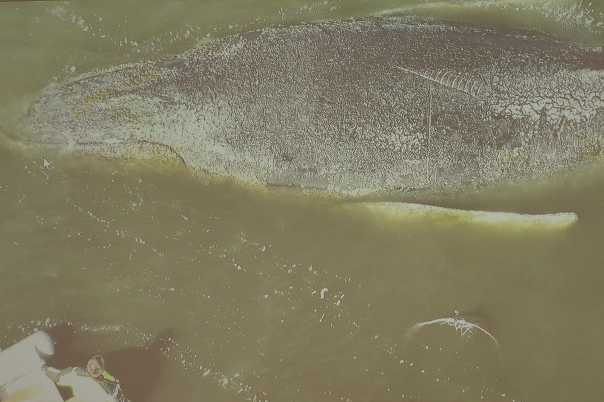 Trotz schlechtem Gesundheitszustand: Buckelwal in der Ostsee atmet weiterhin