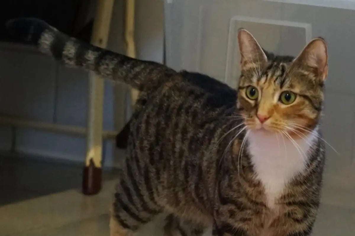 Diese-Katze-ist-nichts-f-r-schwache-Nerven-Wer-schenkt-Leni-trotzdem-ein-Zuhause-