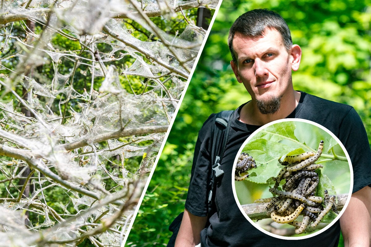 “Oak Processionary Moth Invasion: The Dangerous Threat to Saxony’s Forests and Parks”