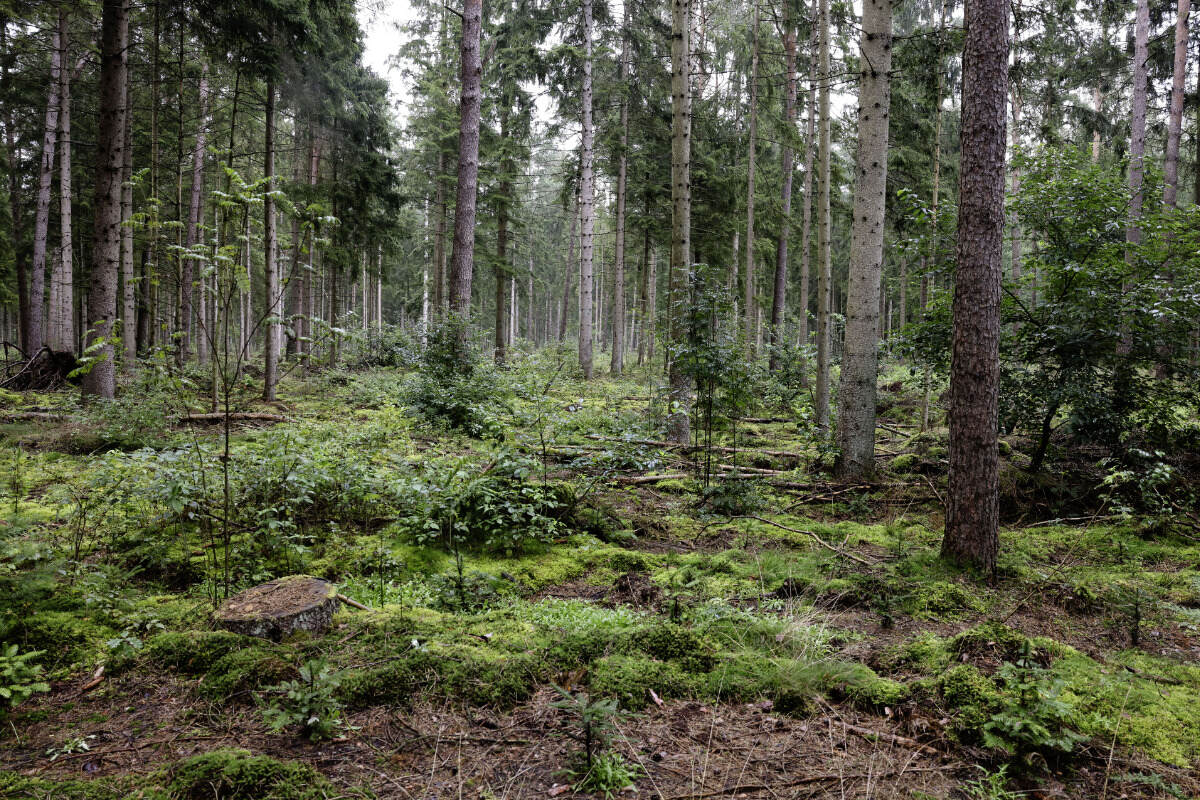 Schreckliches Unglück bei der Ostereiersuche! Drei Personen werden von Baum erschlagen