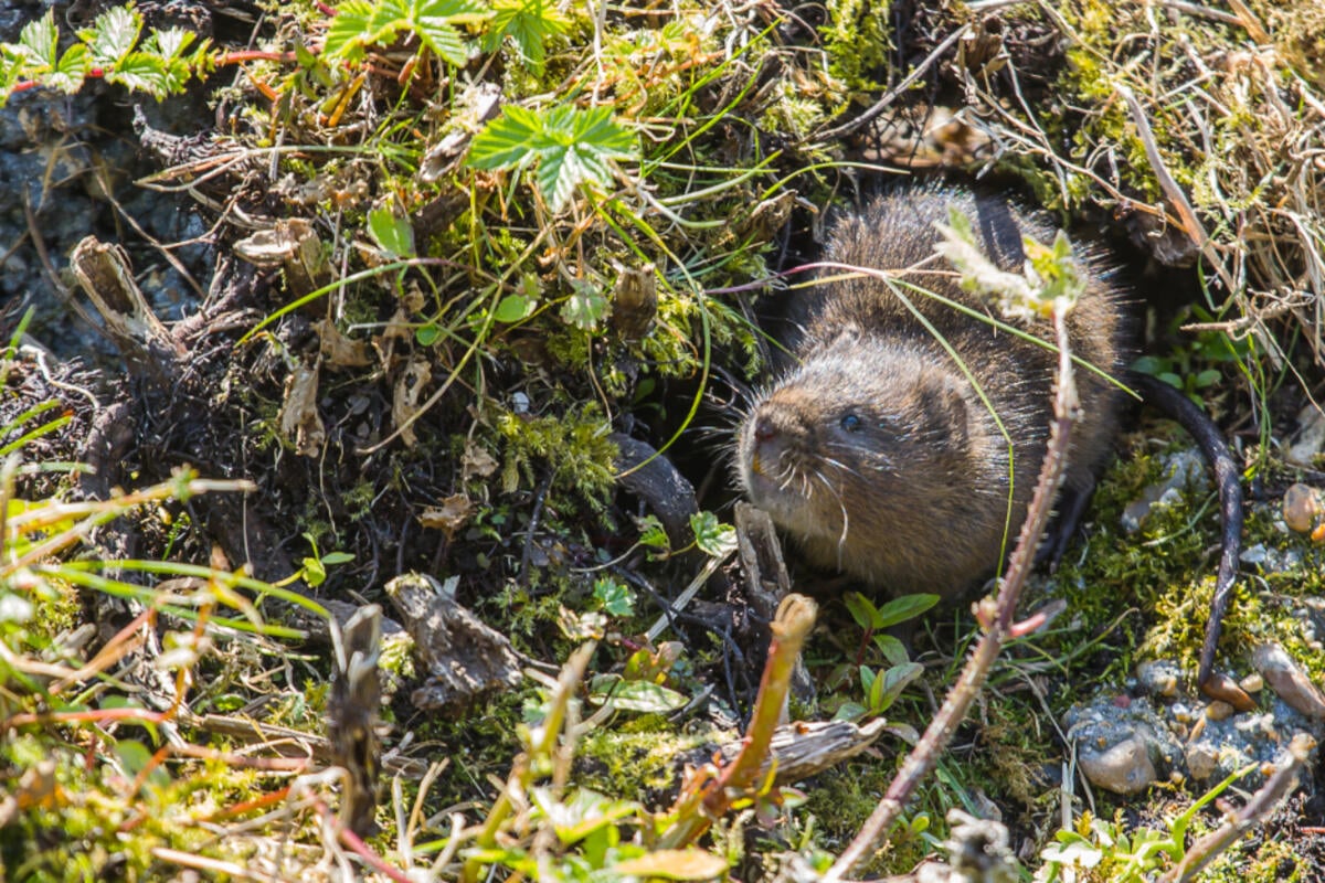 Wühlmäuse bekämpfen Das hilft gegen Wühlmäuse im Garten
