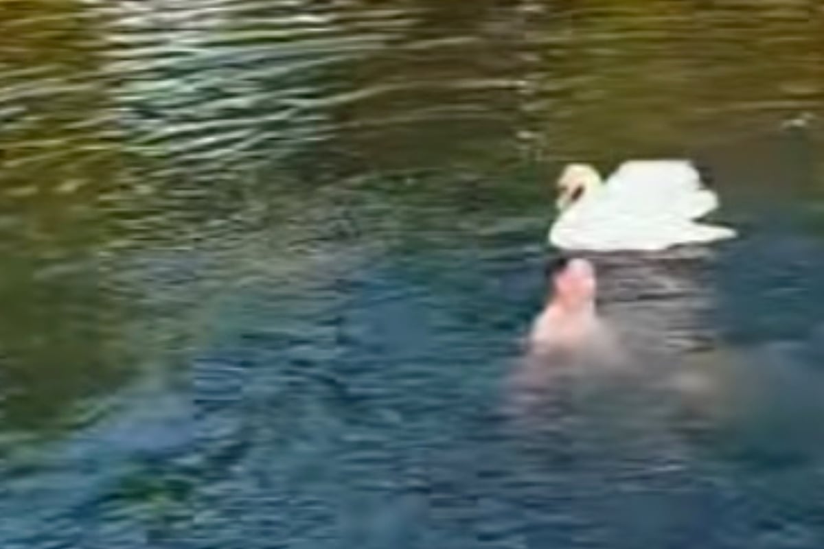 Swan mom protects her baby from rowdy drunk man in hilarious viral video: "Why would you do it?!"