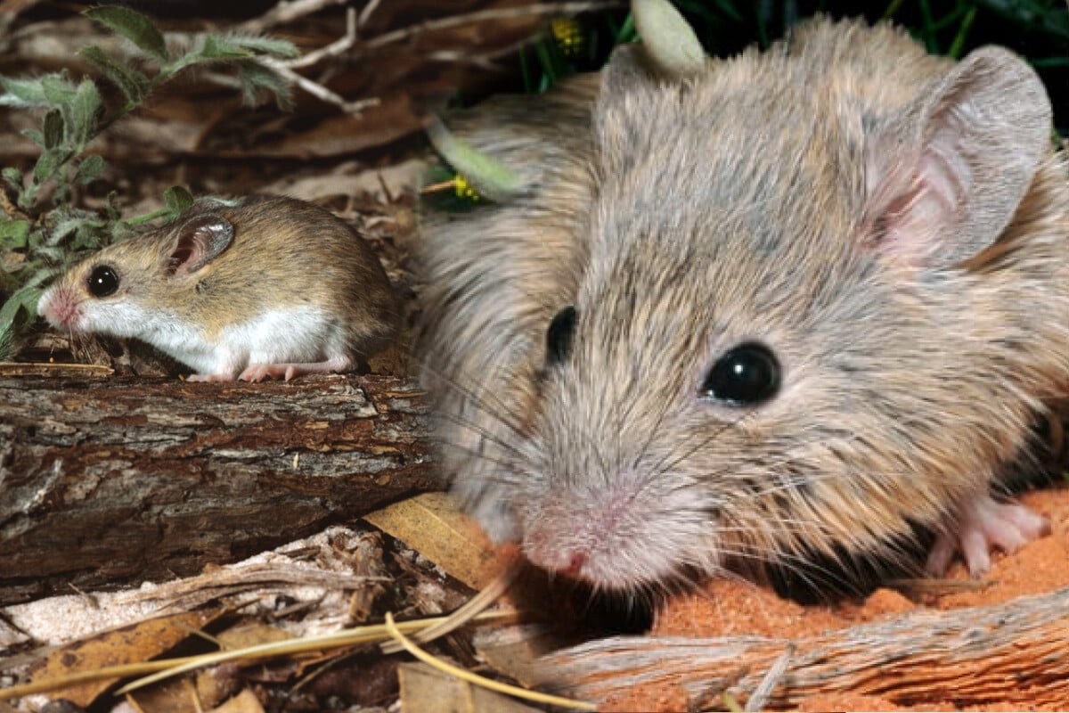 Australian researchers rediscover Gould's mouse, a species considered ...