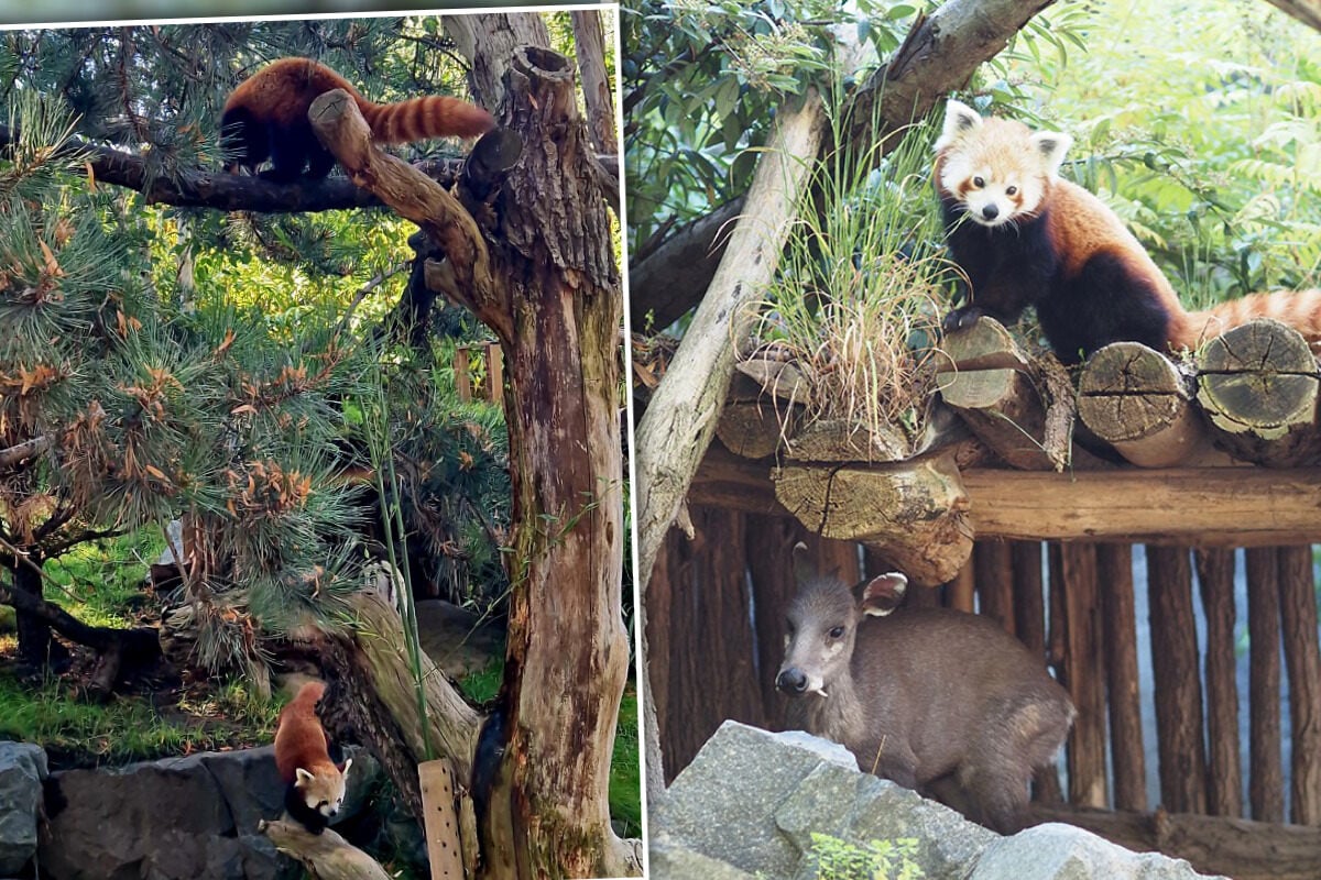 Leipzigs-Rote-Pandas-Franzose-Asa-soll-f-r-Nachwuchs-sorgen-aber-hat-nur-Augen-f-rs-Fressen-quot-M-nner-quot-