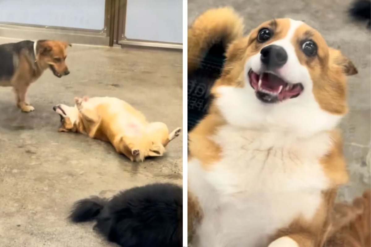 Dog dad picks up his Corgi from daycare – what he sees there has everyone rolling with laughter!