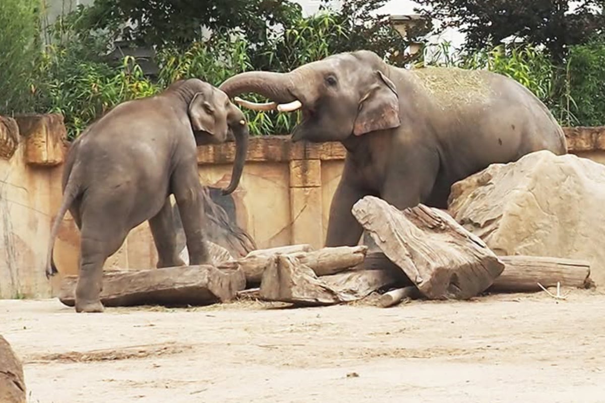 Zuckers-e-Szenen-Junger-Elefant-im-Leipziger-Zoo-darf-mit-den-gro-en-Bullen-spielen