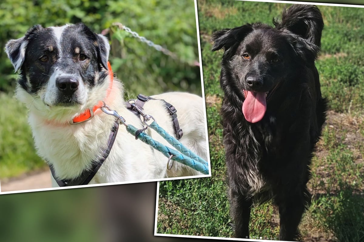 Mehr-als-100-Hunde-beschlagnahmt-Zwei-R-den-suchen-den-Neustart