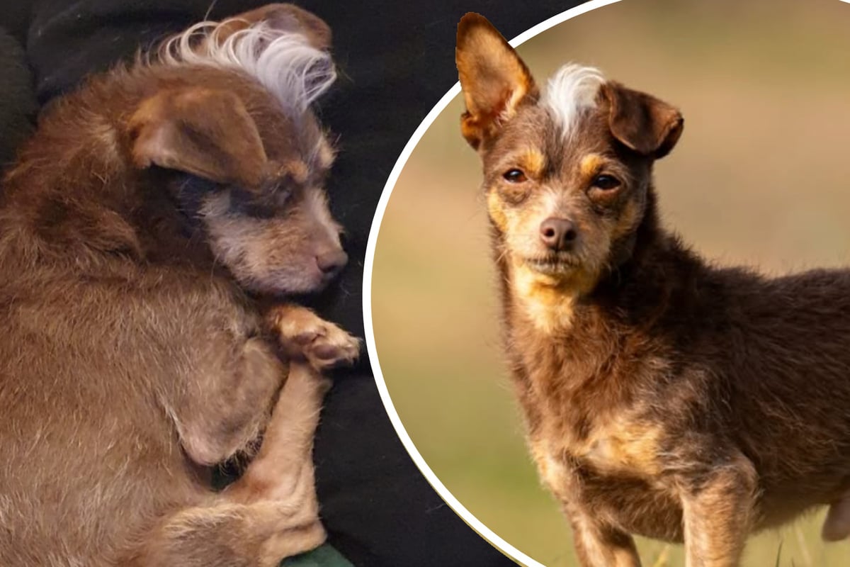 Süßer als das Original: Wer hat noch ein Plätzchen für den lebensfrohen 