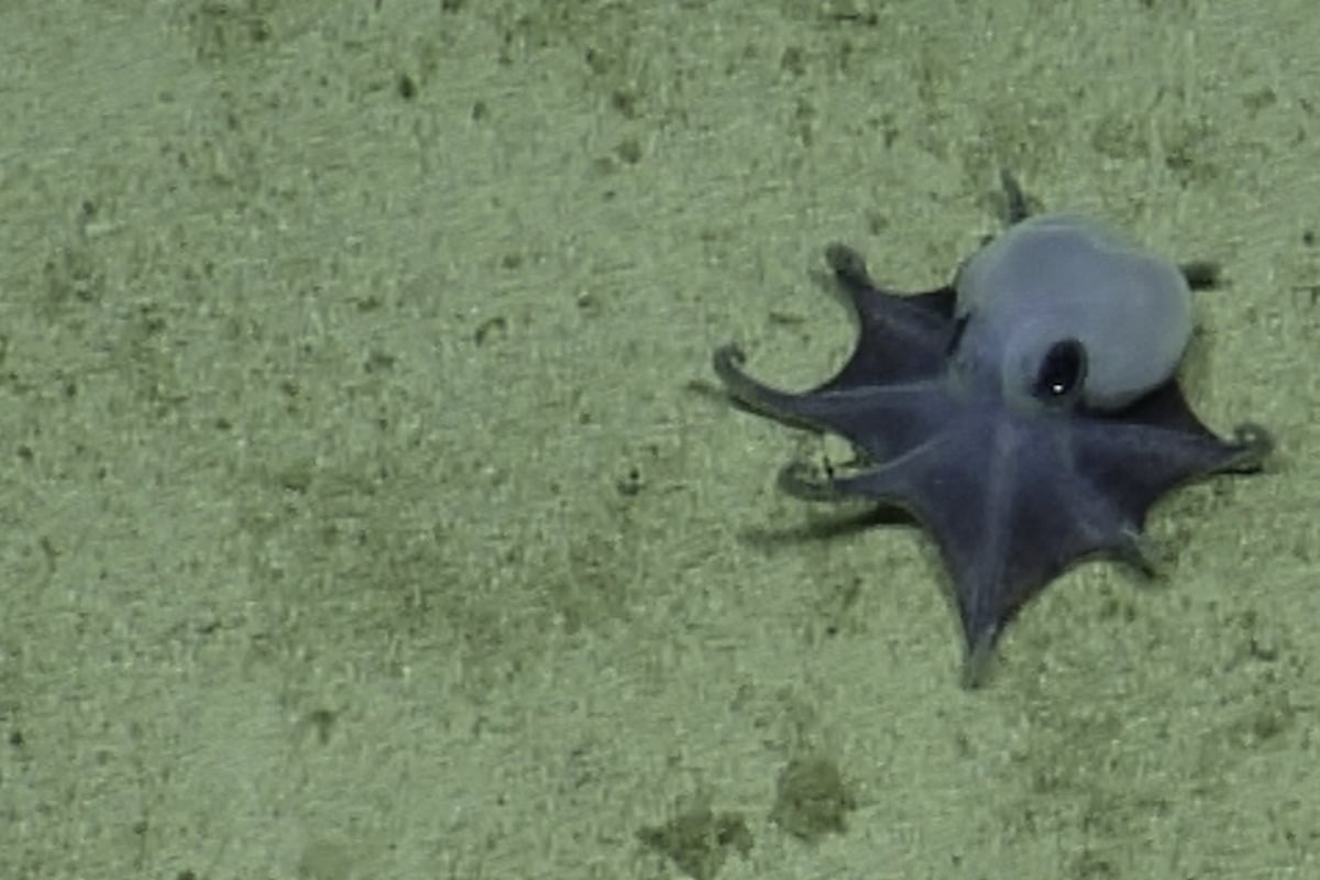 New deep-sea octopus discovered by scientists near Galapagos: "He's tiny! It's blue!"