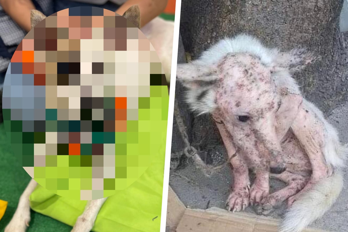 Pfleger-k-mpfen-monatelang-um-kranke-H-ndin-Heute-ist-sie-nicht-wiederzuerkennen