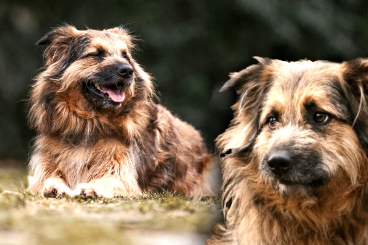 Nach Schicksalsschlag: Briard-Mix 