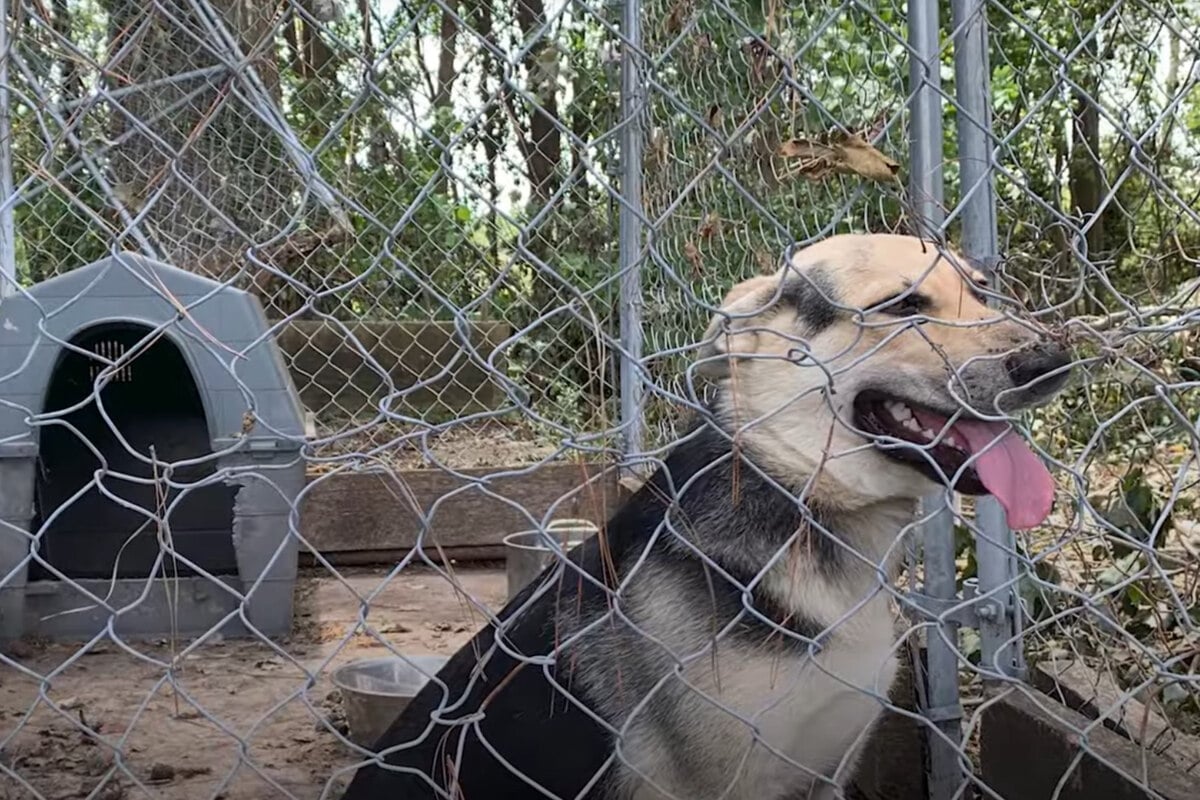 Armer Hund muss Jahre in Käfig ausharren: Als Retter ihm helfen wollen, wird es absurd