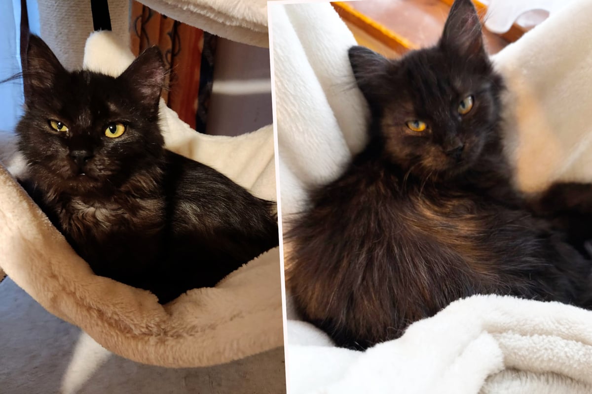 Erneut-gro-e-Sorge-um-Kater-Besen-Kann-der-Kleine-gerettet-werden-