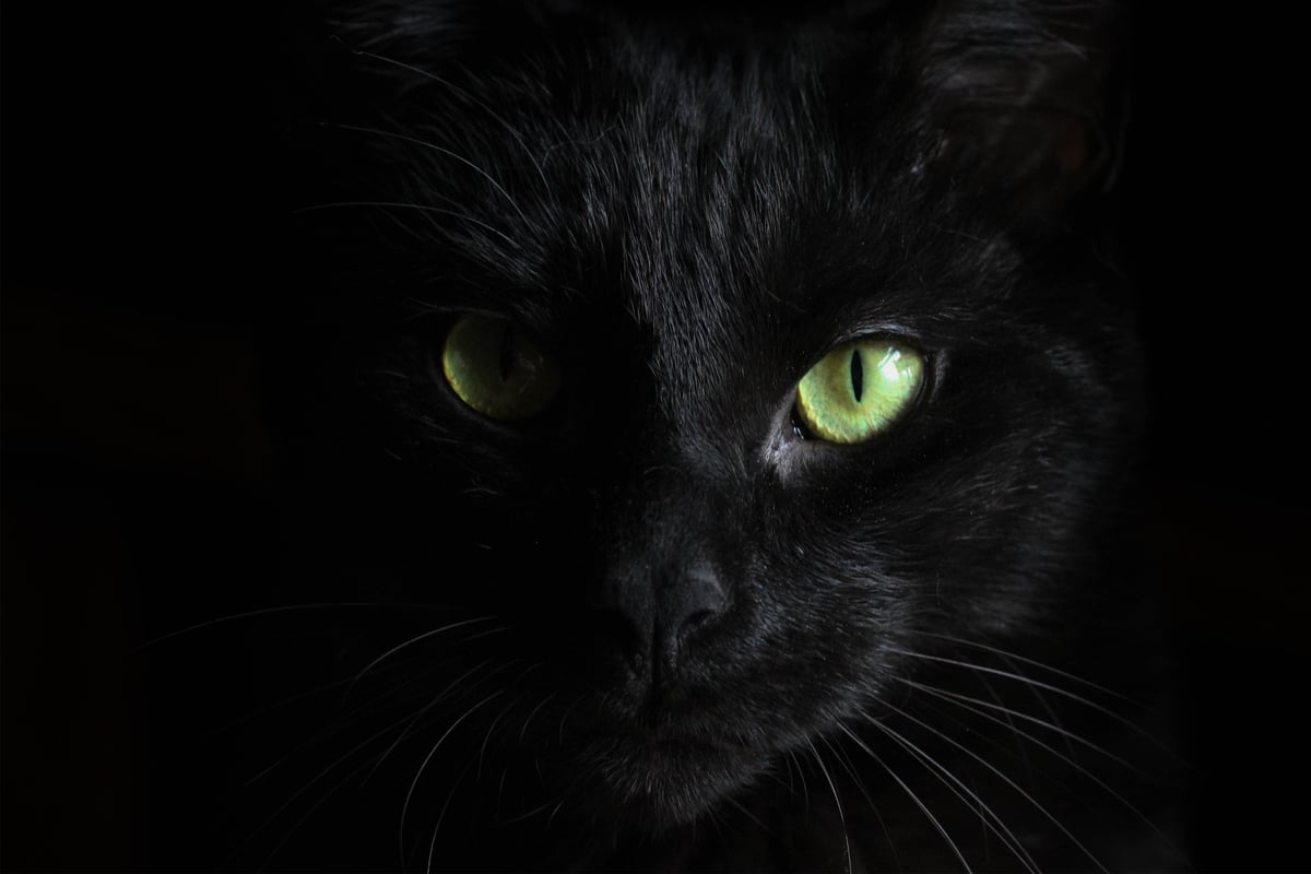 Why are black cats bad luck?