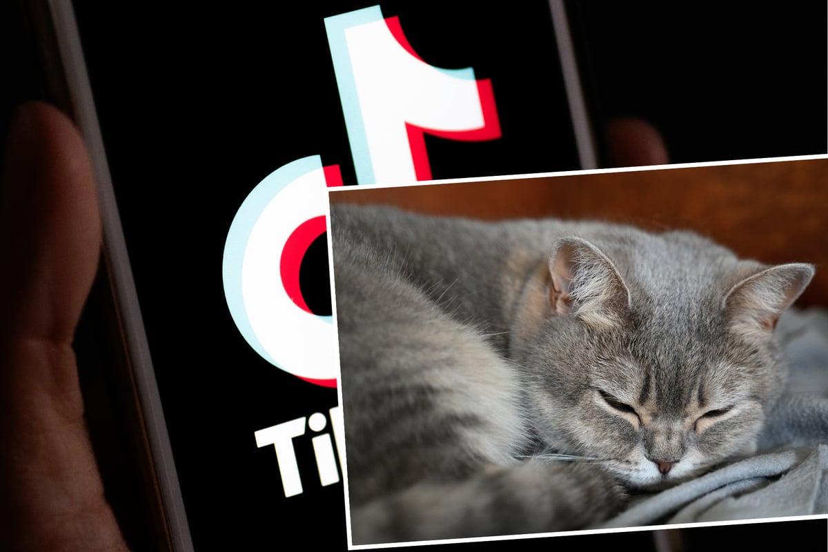 Mann-qu-lt-seine-Katzen-in-TikTok-Videos-Das-hat-f-r-ihn-jetzt-Folgen