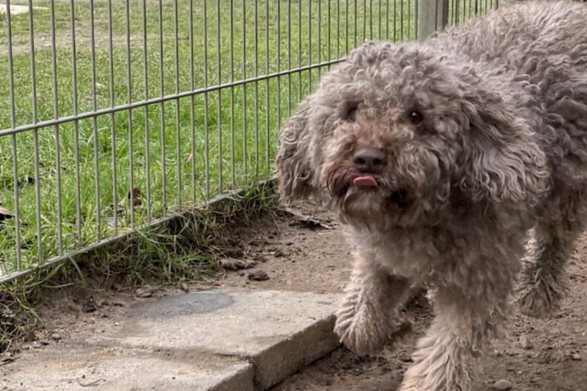 Niedlicher Lockenschopf sucht neue Besitzer: Hund Julien ist jung und agil