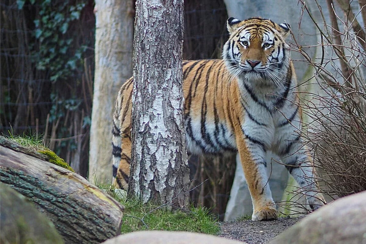 Aufregung im Zoo Leipzig: Tigerdame steht kurz vor ihrer ersten Geburt