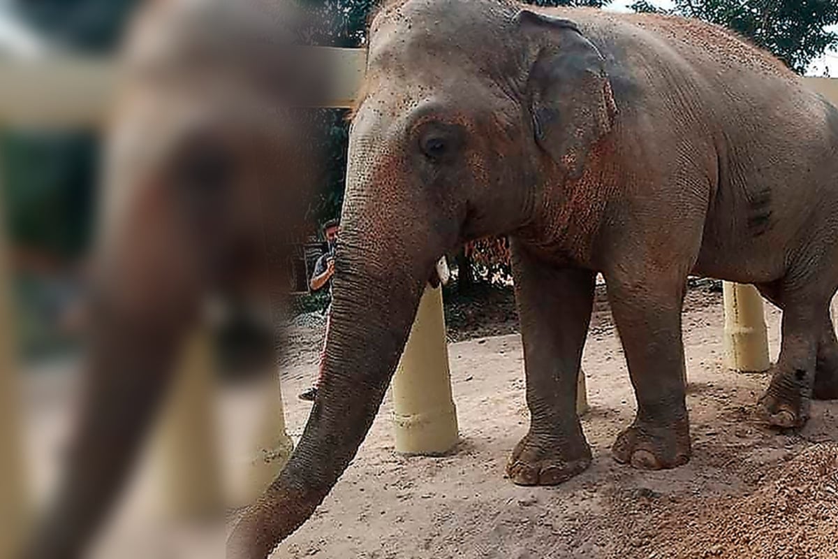 How is the “loneliest elephant in the world” doing in his new home?