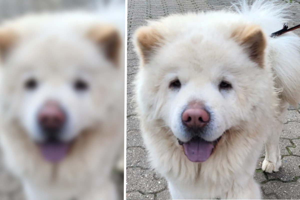 Hunde Chow Chow Bruno kurz vor Auszug im Stich gelassen! Jetzt hilft