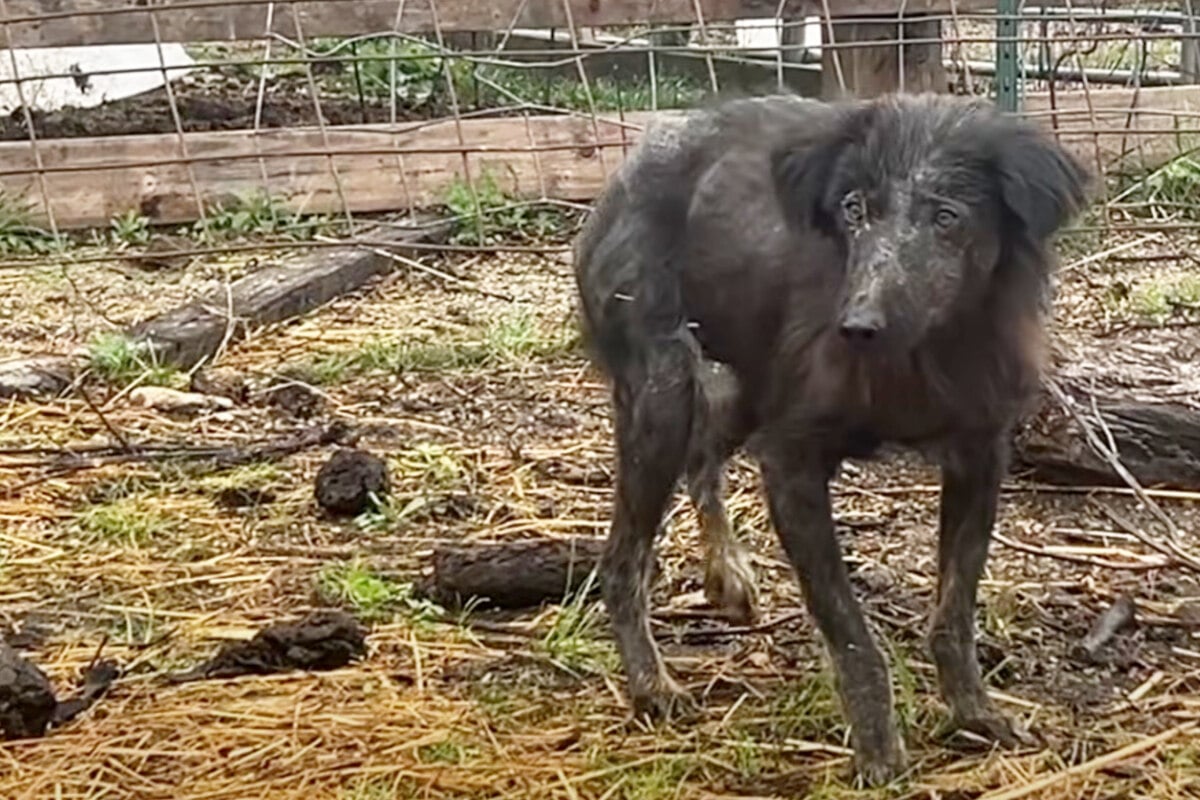 Farmer entdeckt seltsamen Hund: Dann bemerkt er, dass das Tier etwas versteckt