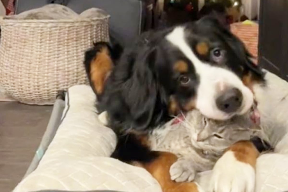 Erdrückende Liebe: Was dieser Hund mit der Katze macht, bringt