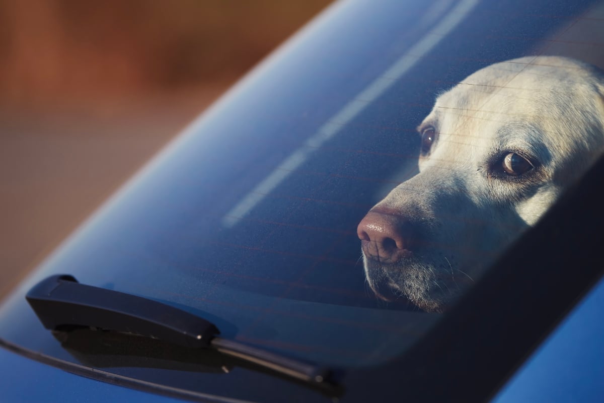 Hund im Auto eingeschlossen: Frau will helfen und handelt sich selbst Ärger ein