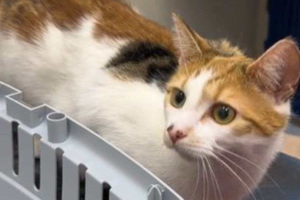 Cat owner gets quite the surprise at visit to get pet spayed