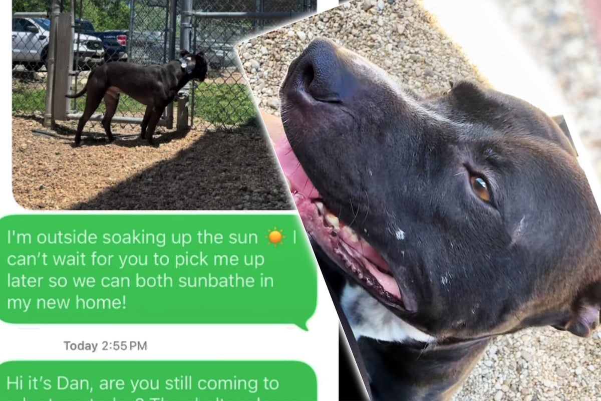Dog waits outside for new owners to pick him up when shelter gets tragic last-minute text