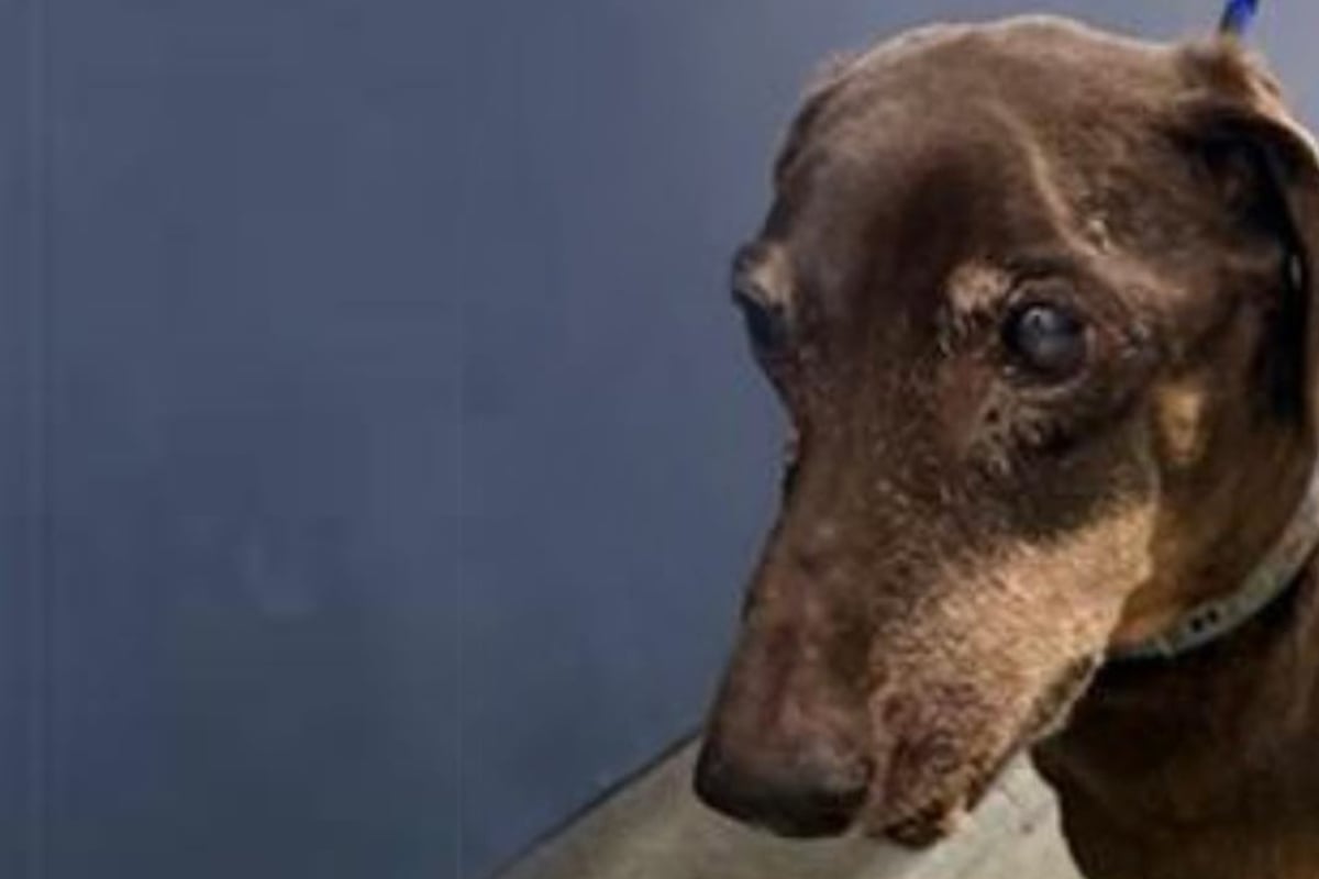 Dackel-Opa-wird-ins-Tierheim-gebracht-Sein-Mikro-Chip-verr-t-Herzzerrei-endes