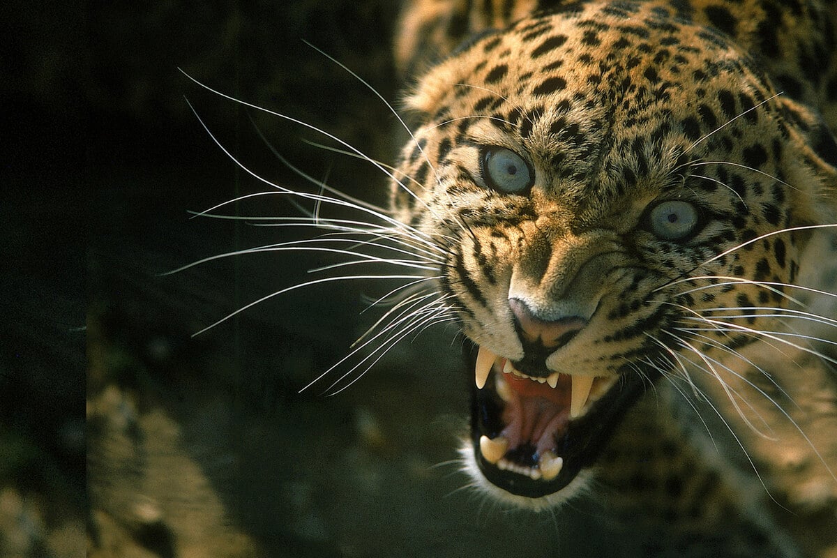 Schrecklich: Leopard fällt Neunjährige an und zerfleischt sie