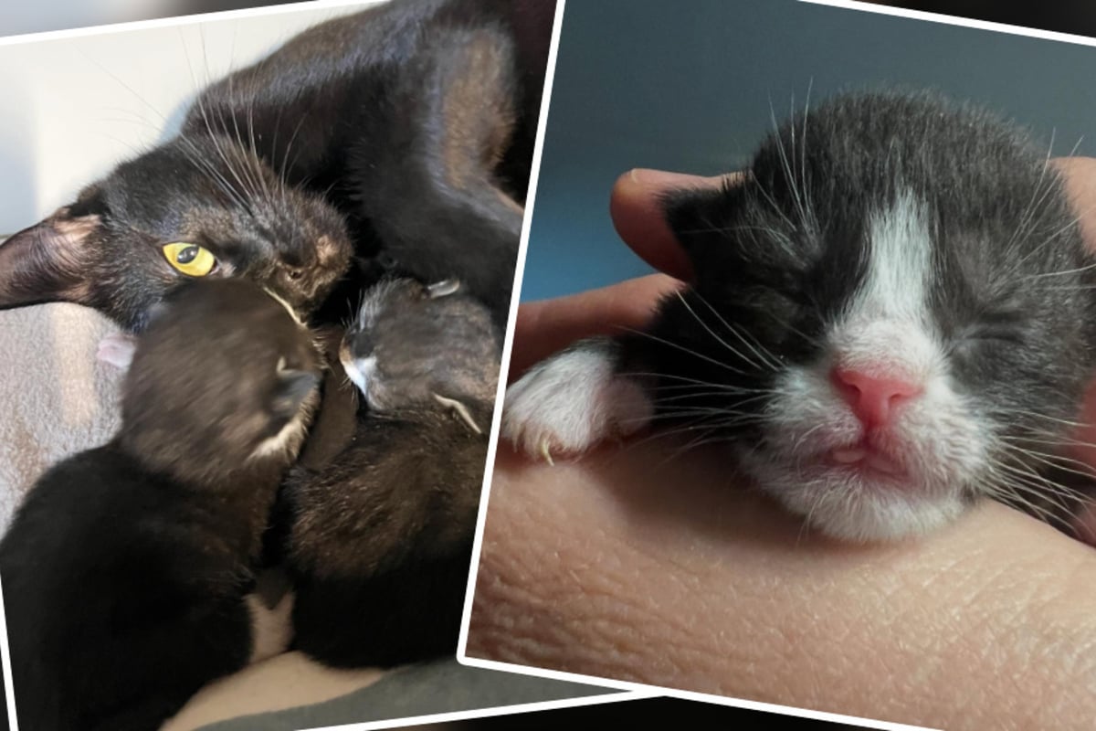 Besitzer liefern schwangere Katze im Tierheim ab: Der Grund macht einfach sprachlos