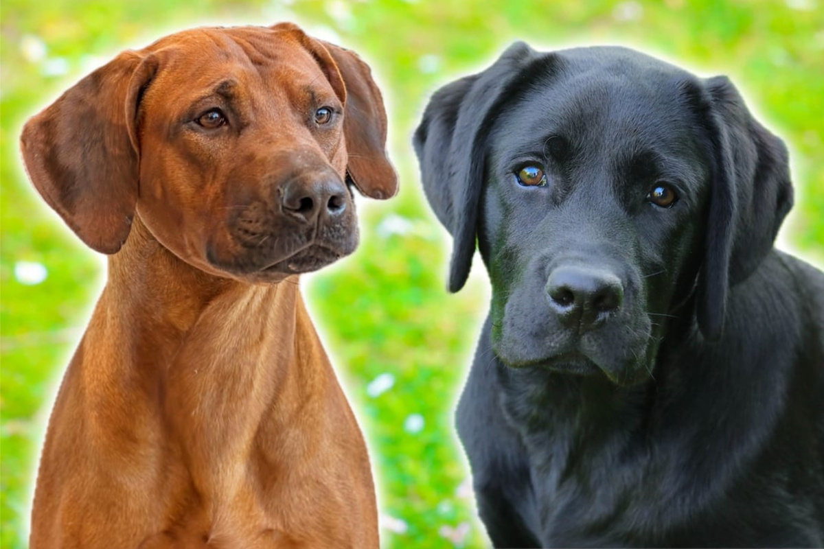 Bully Ridgeback Lab Mix Labrador-Ridgeback-Mix: Der perfekte Mischling?