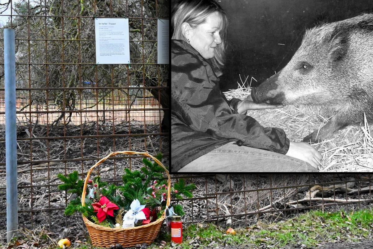 Leipziger Star-Wildschwein ist tot: Wie Rudis Beerdigung finanziert werden soll