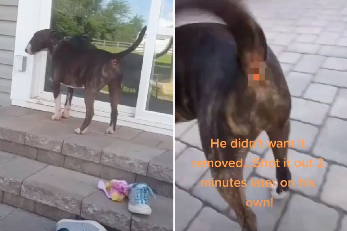 Was Ist Das Denn Im Po Dieses Hundes Steckt Etwas Was Da Nicht Hingeh rt TAG24 was-ist-das-denn-im-po-dieses-hundes-steckt-etwas-was-da-nicht-hingeh-rt-tag24