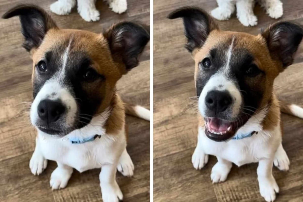 Viral TikToks show dogs' adorable reactions to being praised