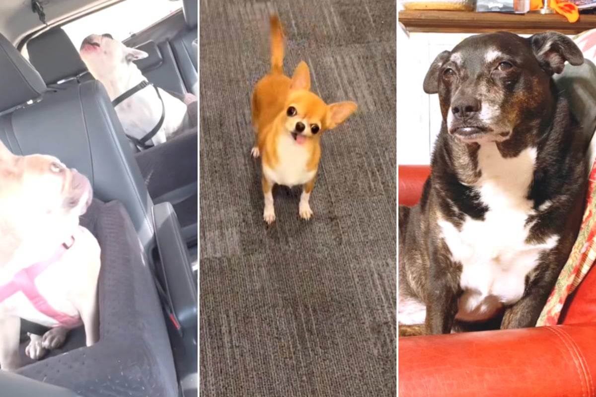 Hysterical dogs on TikTok make millions giggle
