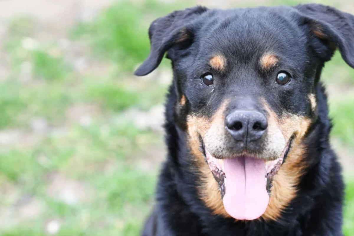 Rottweiler Gundel ist ein kleiner Tollpatsch zum Verlieben