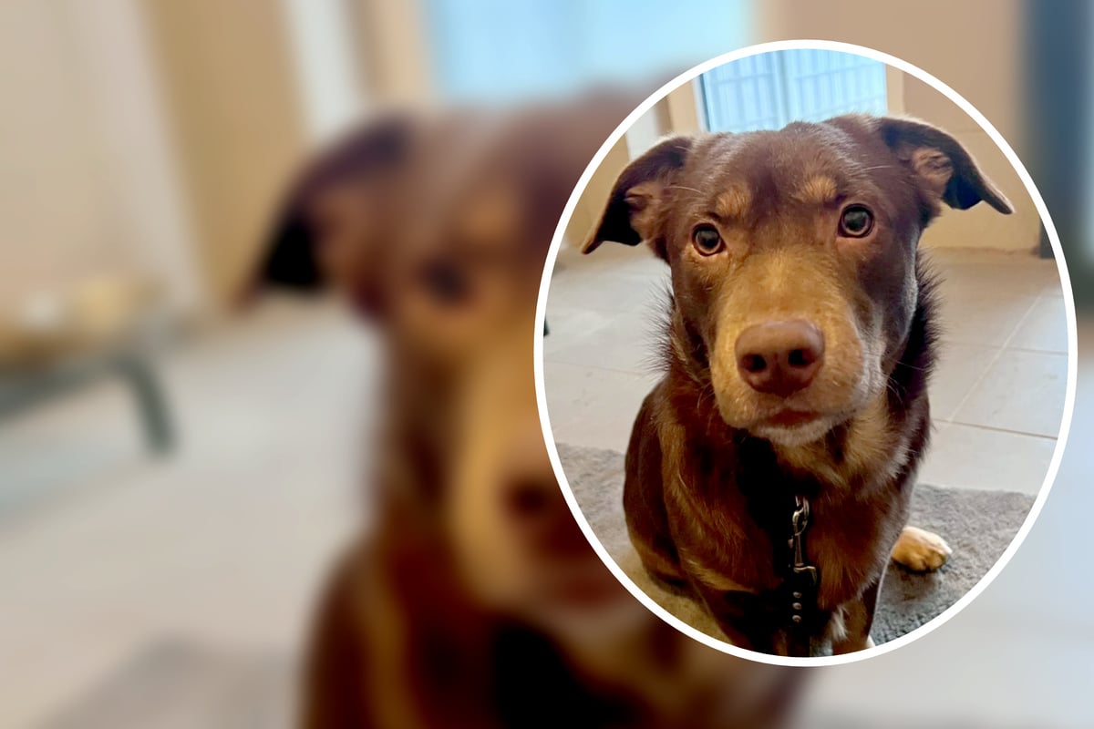 Labrador-Dackel-Mischling-aus-Tierh-lle-befreit-Wendet-sich-f-r-A-J-jetzt-alles-zum-Guten-