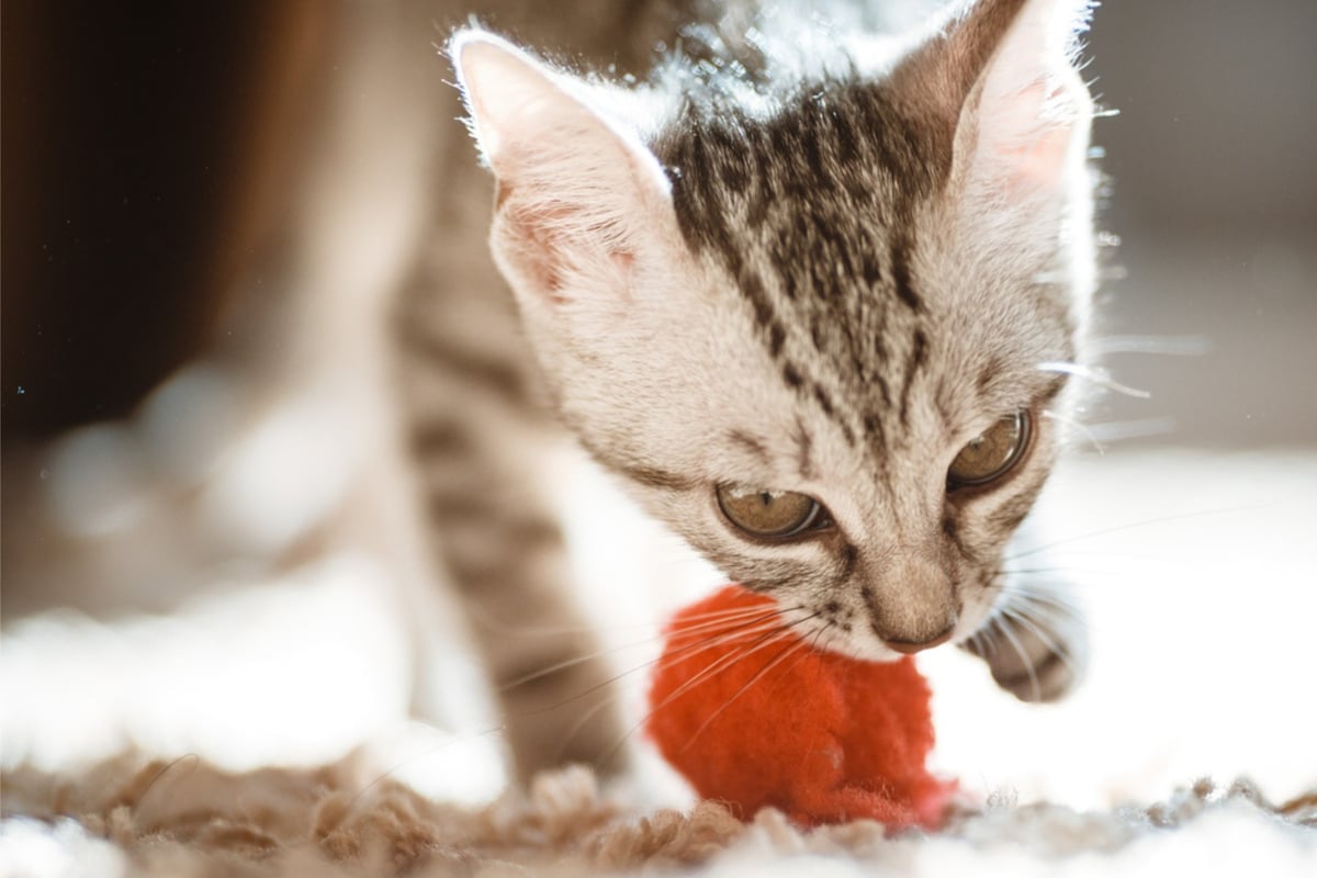 How to teach a cat to fetch