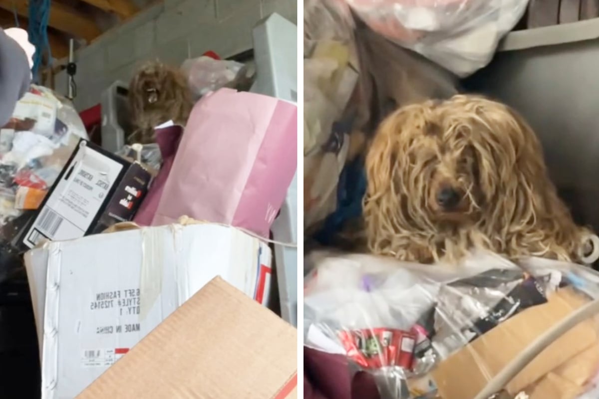 Aggressive matted dog who is unrecognizable after a good shave and some loving care