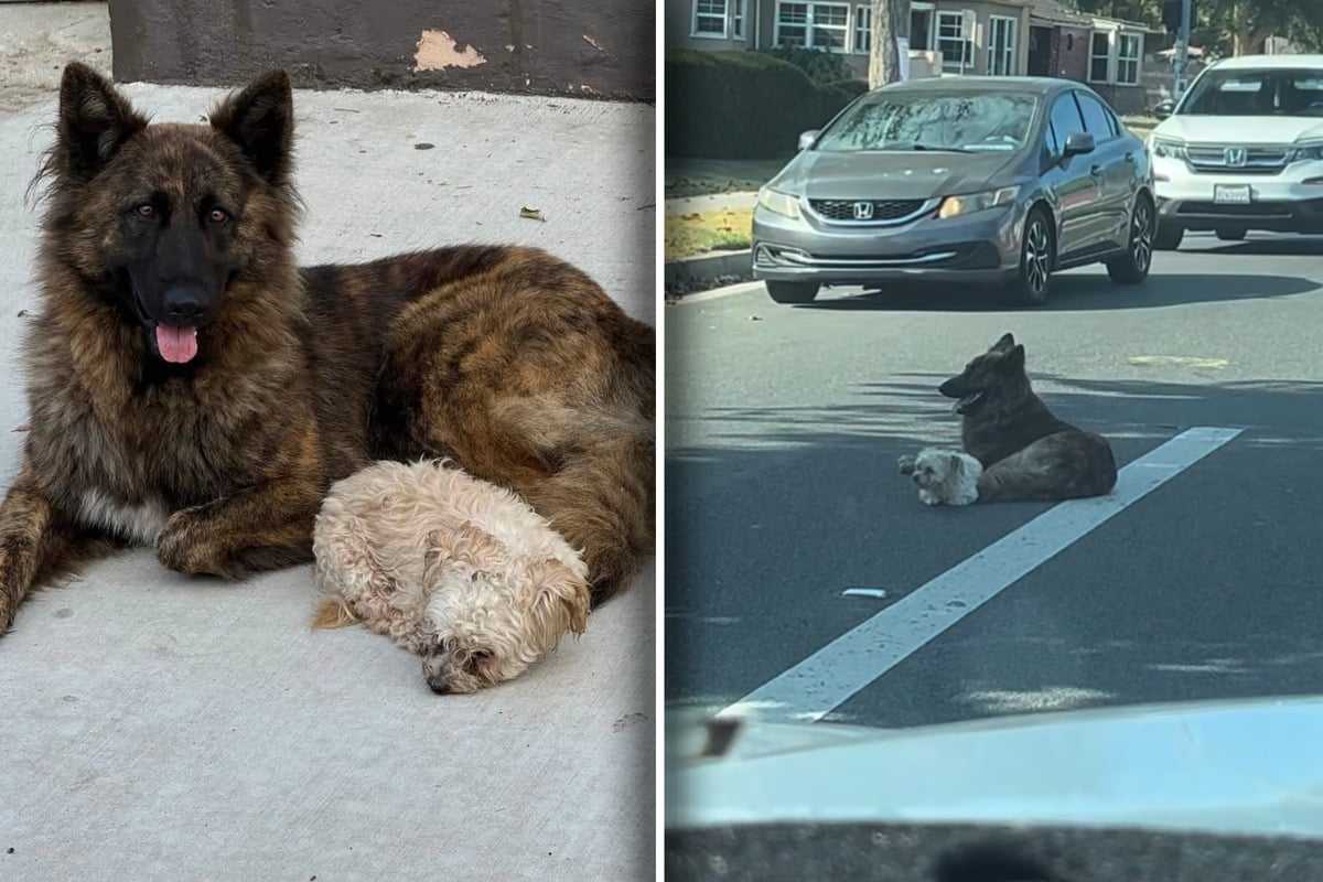 Dogs lie down right in the middle of a busy road – when rescuers learn more, their hearts break