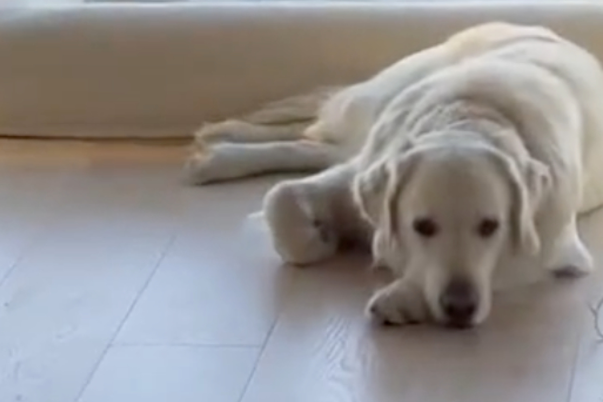 Golden Retriever 8 Stunden Alleine Lassen Trauriger Golden Retriever denkt, er wird allein gelassen, doch dann