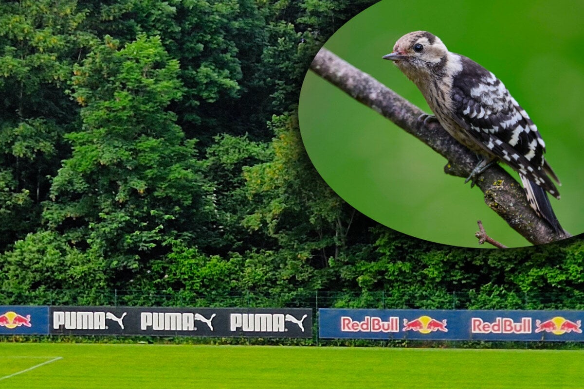 Umweltverbände entsetzt: Stadt will Vogelwald opfe