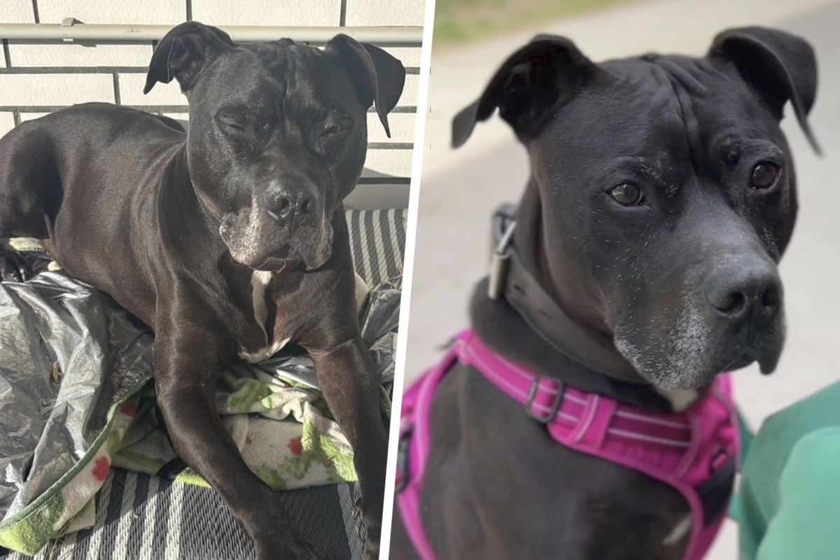 Nach-Jahren-im-Tierheim-Listenhund-Sandmann-findet-endlich-ein-Zuhause