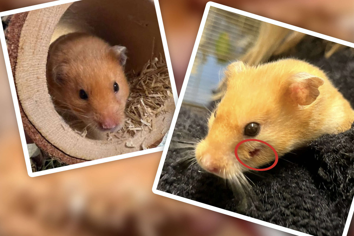 Hamster wird im Tierheim abgegeben, doch was ist mit seinem Gesicht passiert?