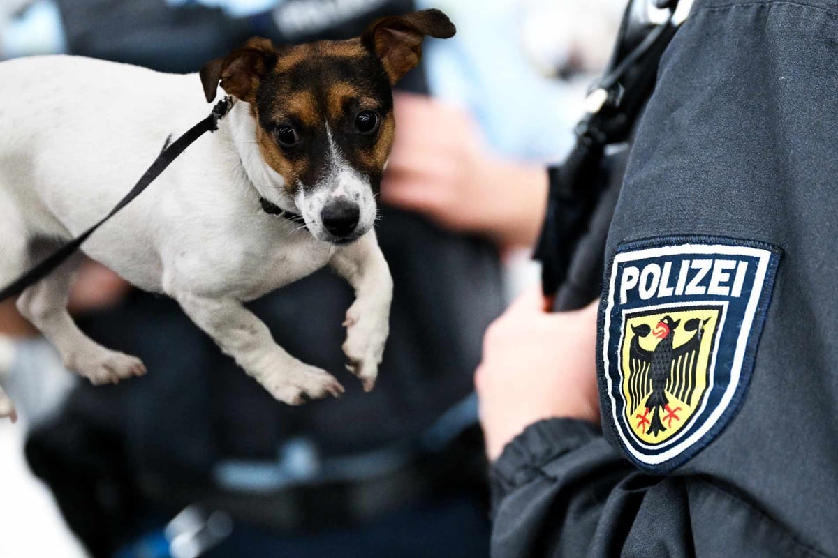 Hund-b-xt-aus-und-f-hrt-70-Kilometer-allein-mit-dem-Zug