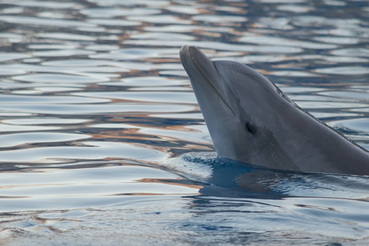 Herzergreifende Szenen! Delfin-Mutter trauert um totes Jungtier vor Mallorca